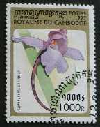 Gymnadenia conopsea